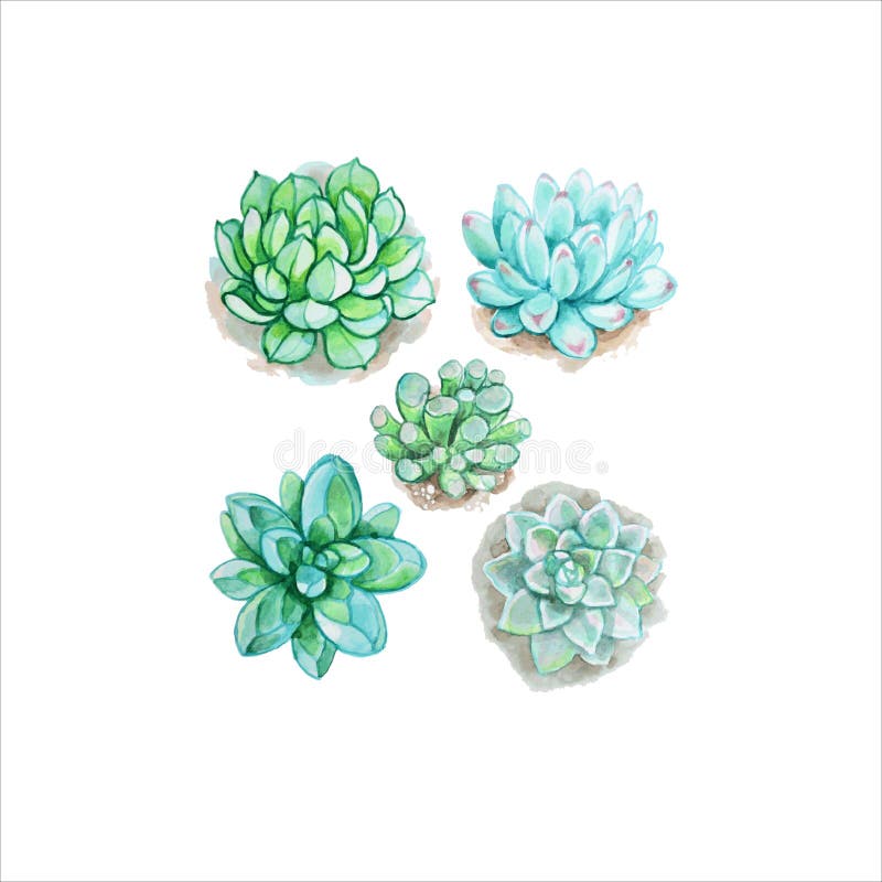 Succulent Drawings Stock Illustrations 208 Succulent Drawings Stock Illustrations Vectors Clipart Dreamstime