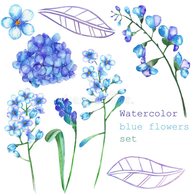 A set with the floral elements in the form of watercolor blue flowers, blooming flowers (Hydrangea, Myosotis) for a decoration royalty free illustration A set with the floral elements in the form of watercolor blue flowers, blooming flowers (Hydrangea, Myosotis) for a decoration royalty free illustration