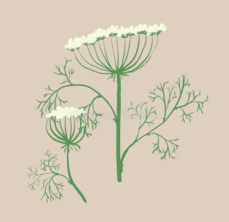 Dill Floral Illustration. Colorful Plant Drawing. Graphic Psychedelic
