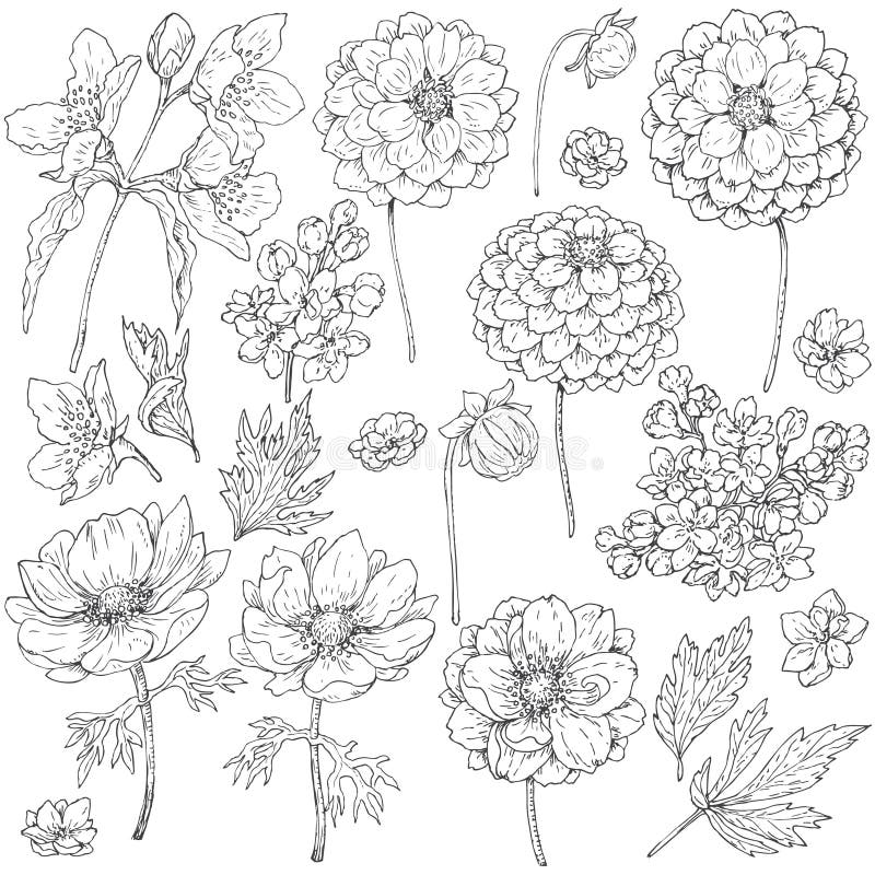 Nelumbo. Lotus. Set of Flowers, Buds, Leaves, Seed Pods. Sketch Floral ...