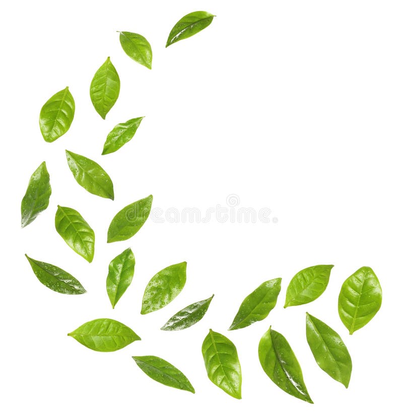 Set of flying fresh green coffee leaves on white stock photography Set of flying fresh green coffee leaves on white stock photography