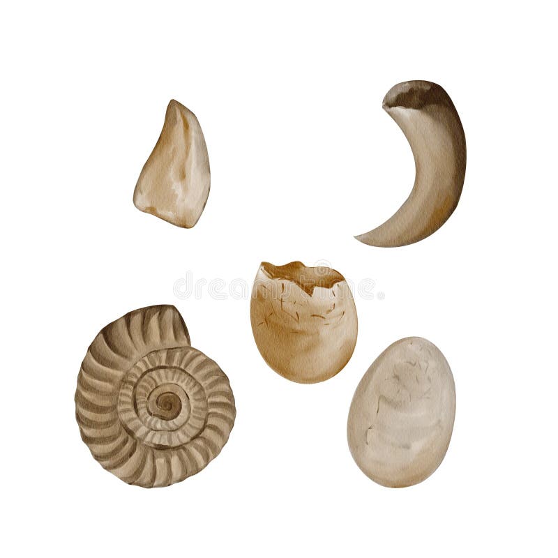 Set of fossils. Tooth and claw stock images