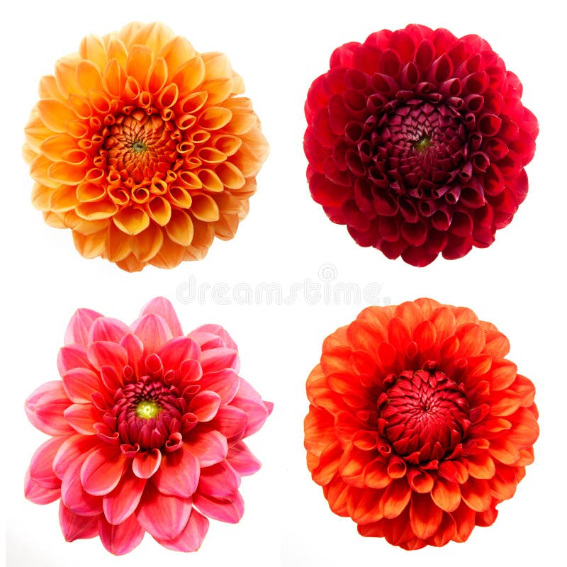 A set of four colorful dahlia flowers isolated on white background.