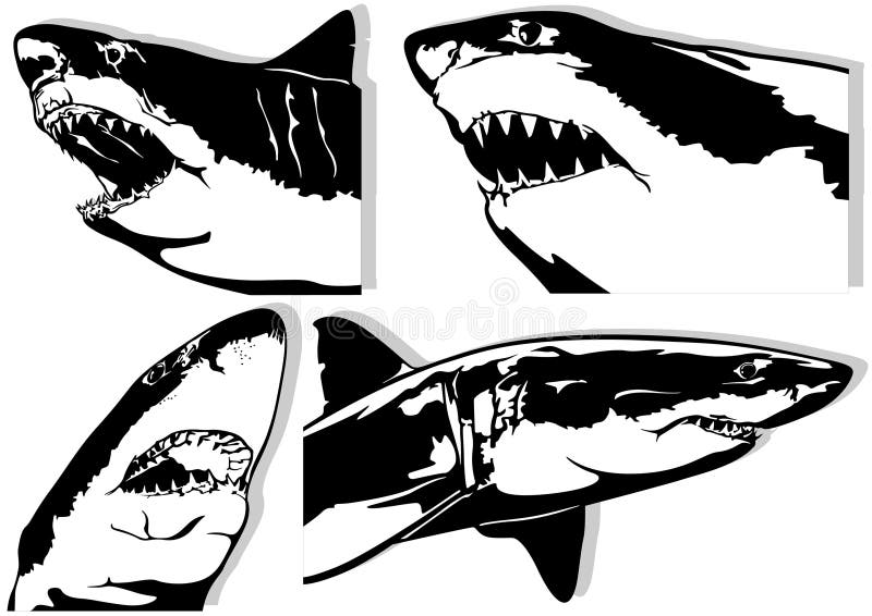 Set of Four Great White Shark Drawings Stock Vector - Illustration of