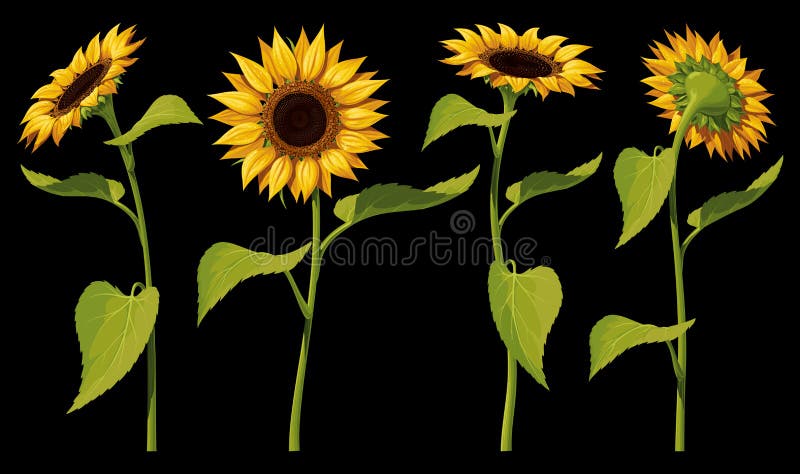 A set of four isolated sunflower flowers with leaves and stems, in different angles, on a black background.