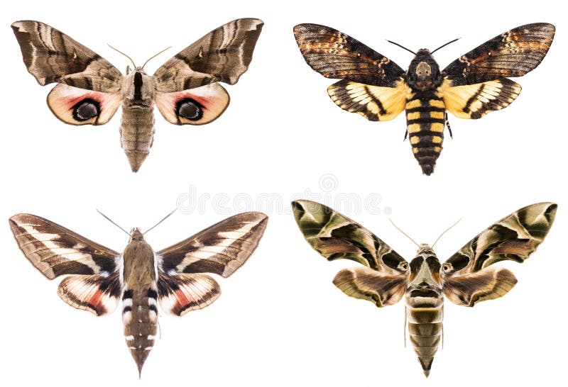 Set of four Sphingidae hawk-moths