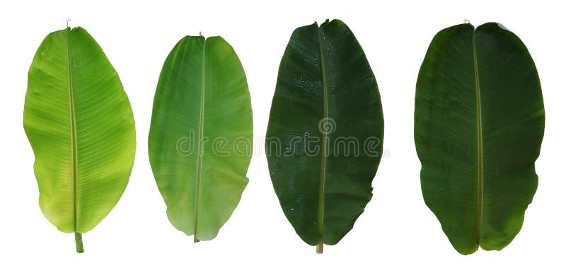 Set of Banana Leaf Isolate on White Background Stock Photo - Image of ...