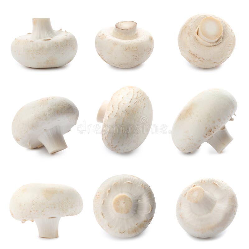 Set of fresh delicious champignon mashrooms