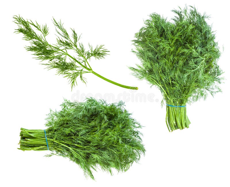 Set from Fresh Green Dill Herb Isolated on White Stock Photo Image of