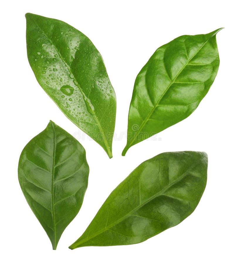 Set with Fresh Green Leaves of Coffee Plant on White Background Stock Photo Image of object