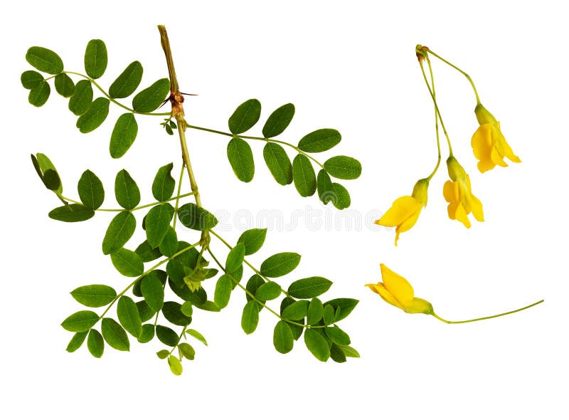 Set of fresh green leaves and yellow flowers of Siberian peashrub royalty free stock photo Set of fresh green leaves and yellow flowers of Siberian peashrub royalty free stock photo