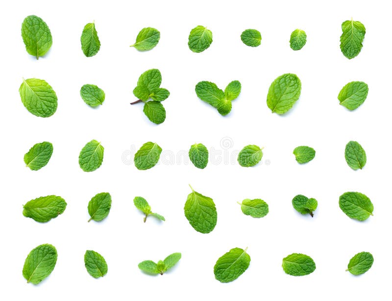 Set of Fresh Mint Leaf Top View Isolated on White Background Stock