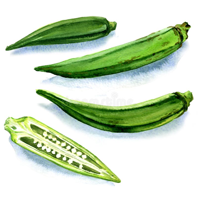 greenfarm Okra Seeds Bhindi , ladyfinger seeds Organic (400 seeds) green  E10 Seed Price in India - Buy greenfarm Okra Seeds Bhindi , ladyfinger  seeds Organic (400 seeds) green E10 Seed online at Flipkart.com