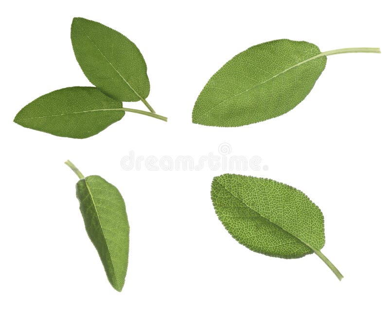 Set with Fresh Sage Leaves on White Background Stock Image Image of background, fresh 267372703