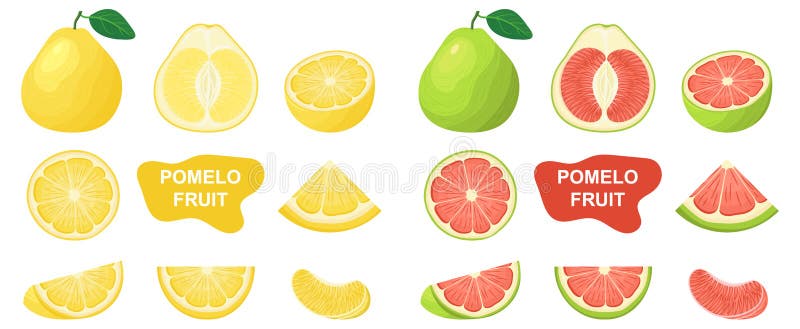 Set of fresh whole, half, cut slice pomelo fruits isolated on white background. Summer fruits for healthy lifestyle. Organic fruit