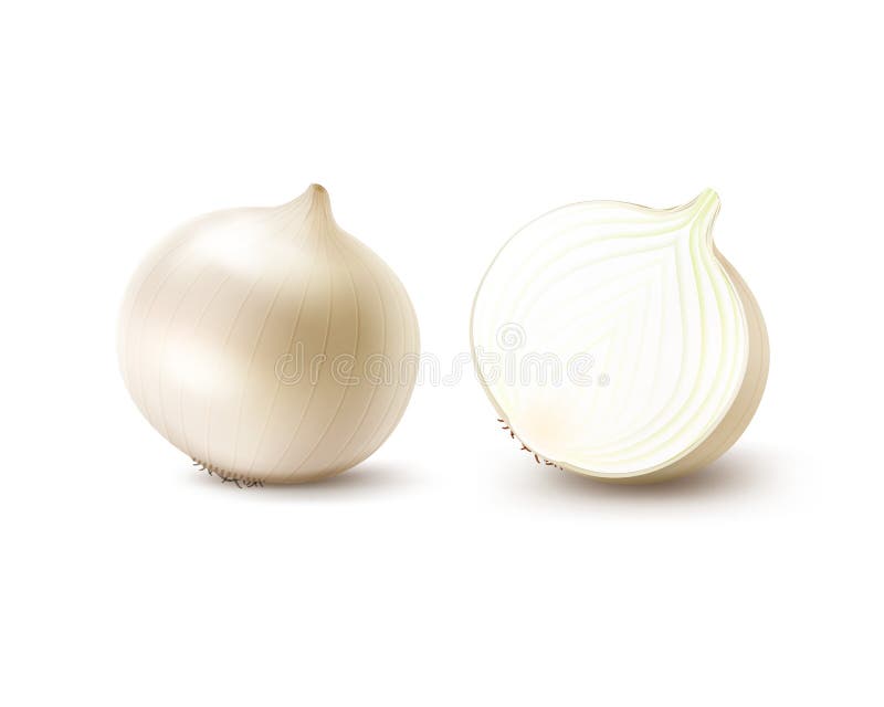 Set of Fresh Whole and Sliced White Onion Bulbs vector illustration