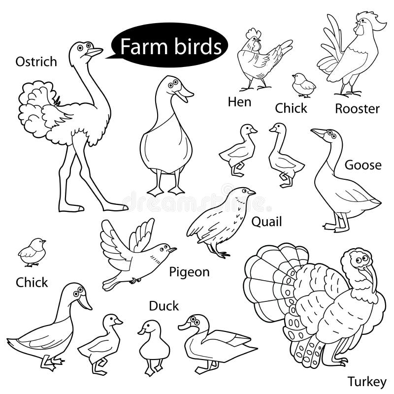 Set with funny cute birds living at farm. Objects isolated on white background. Linear, contour, black and white version. royalty free illustration.