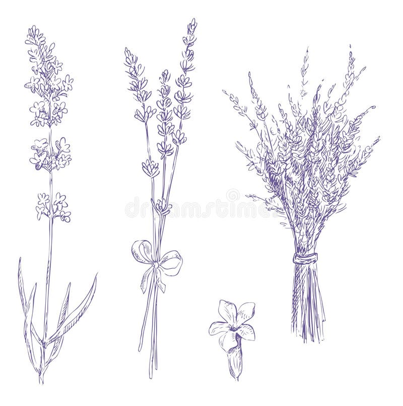set för teckningslavendelblyertspenna stock illustrationer set för teckningslavendelblyertspenna stock illustrationer