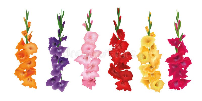 Set gladiole sabie flori crin. ilustrare vectorială. roșu galben roz violet royalty free illustration