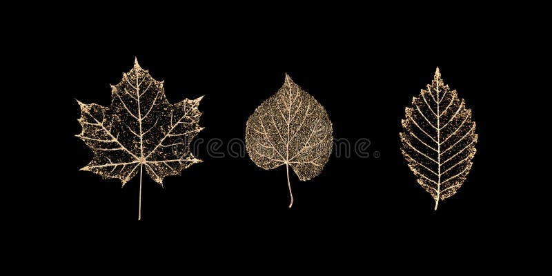 Set of gold skeleton leaves on black background vector illustration
