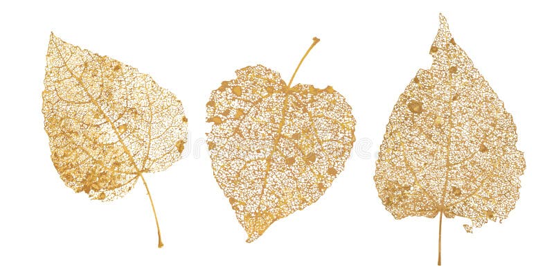 Set of golden leaves skeletons. Fallen foliage for autumn designs. Natural leaf of aspen and birch. Vector illustration