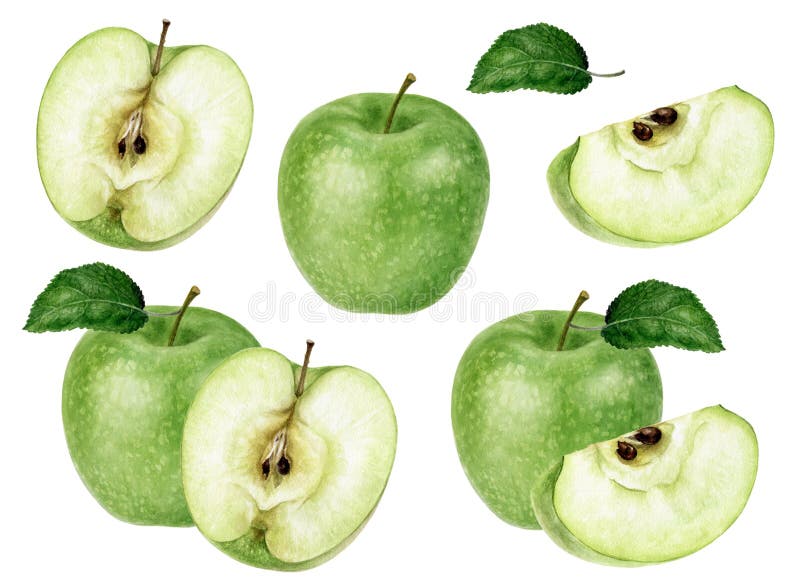 Set of Granny Smith green apple watercolor illustration isolated on white background