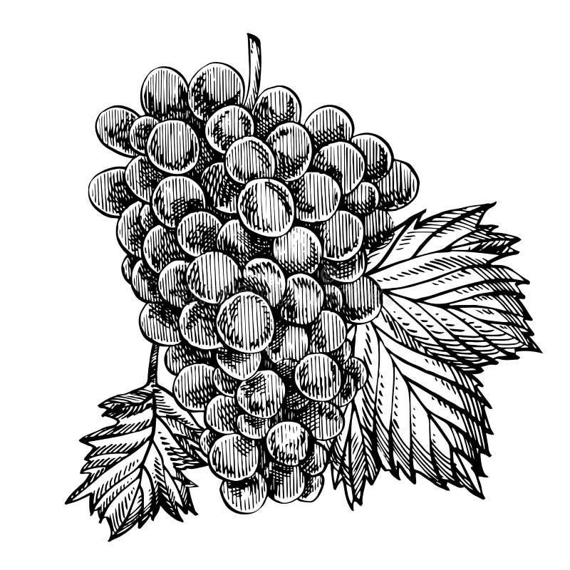 Set of Grapes Monochrome Sketch. Hand Drawn Grape Bunches. Hand Drawn