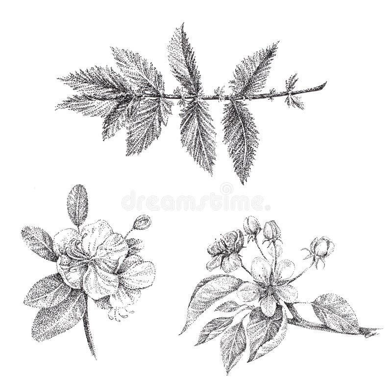 A Set Of Graphics Apple Blossom Branch Stock Illustration Illustration Of Floral Blossoming