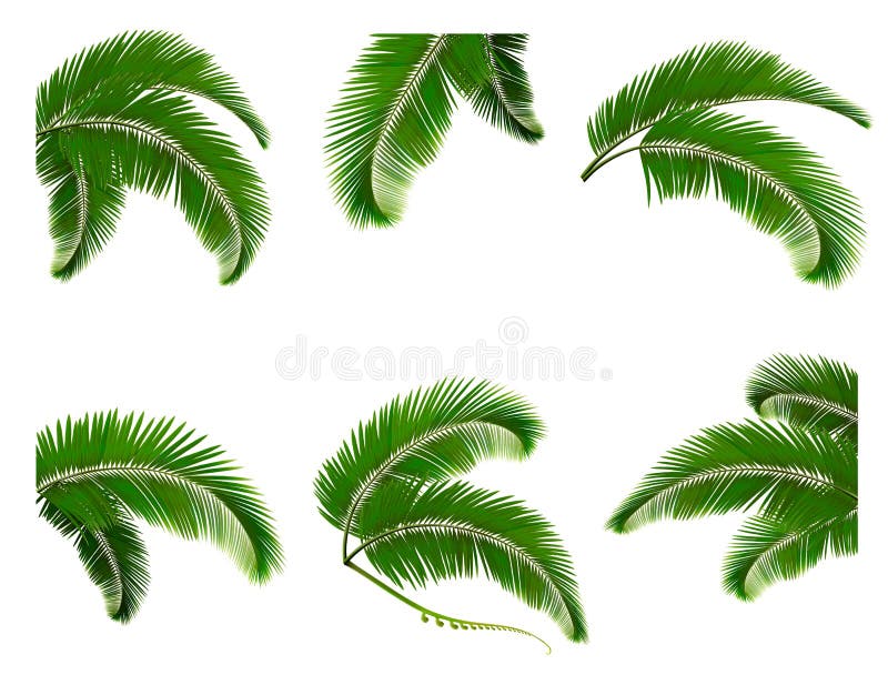 Set green branches with leaves of palm trees