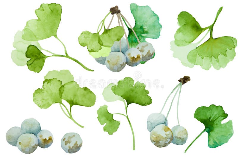 Set of green ginkgo biloba branches. Leaves and berries isolated on white background. Hand drawn watercolor