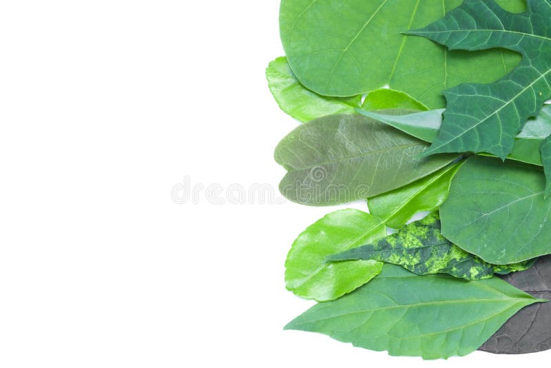 Set of Green Leaf on White Background Stock Photo Image of season