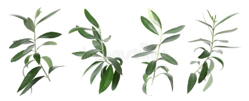 Set with green olive twigs and leaves