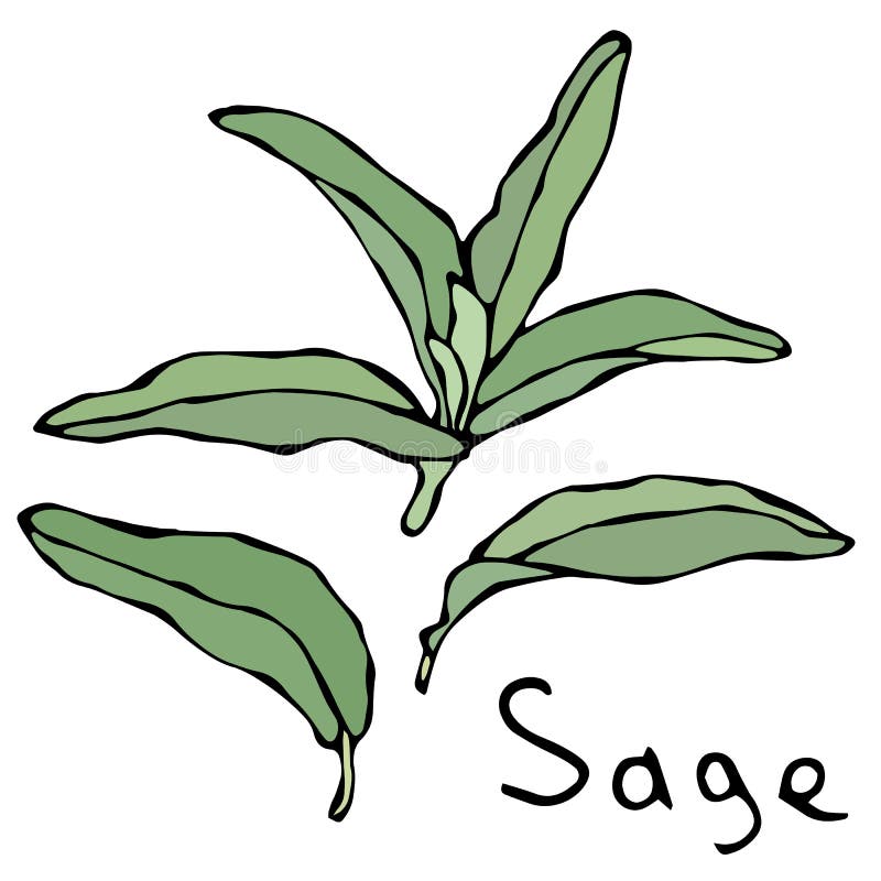 sage bundle drawing
