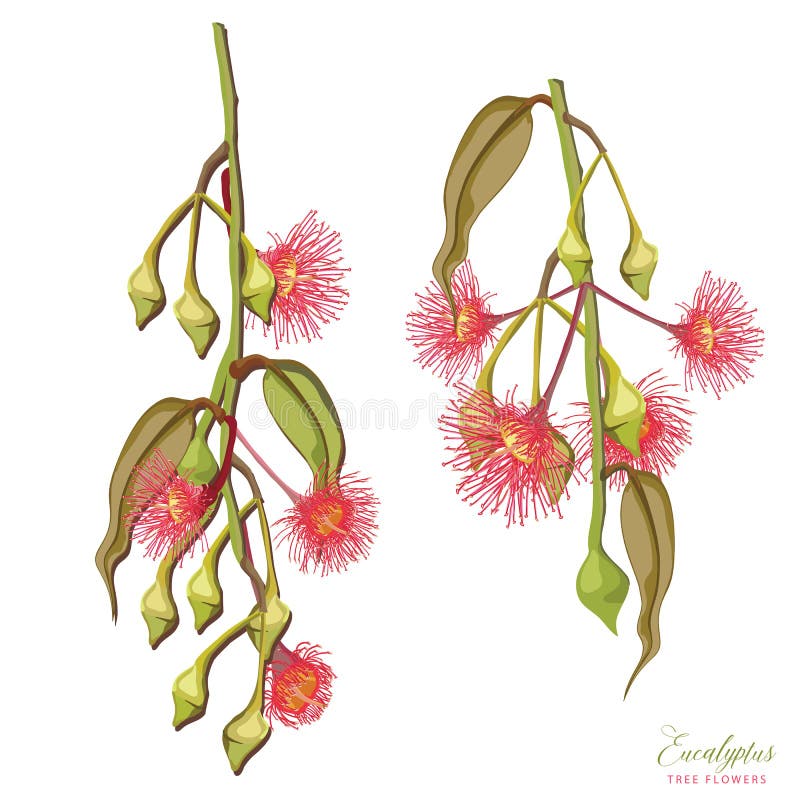 Eucalyptus Tree Flowers Realistic Vector Illustration