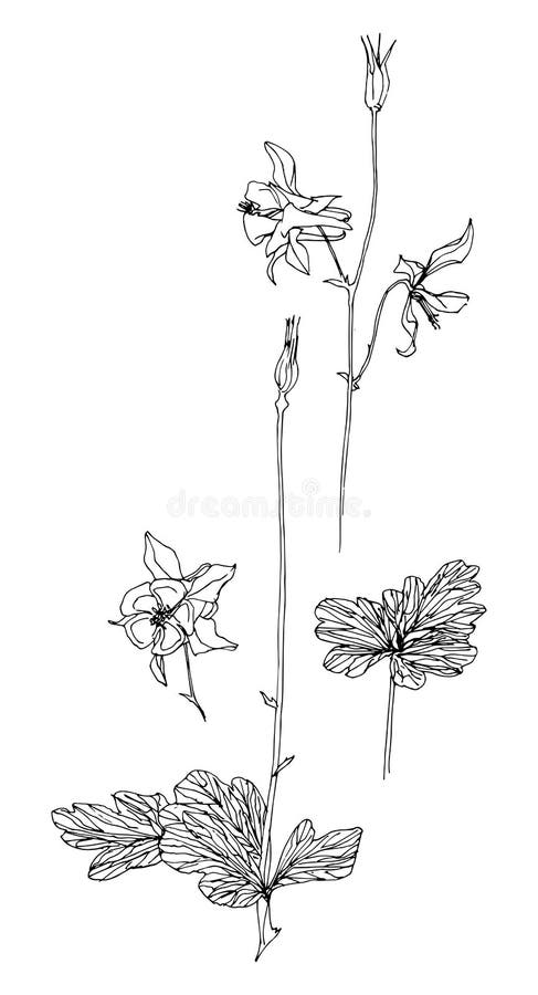 Set of Hand Drawn Aquilegia. Sketch or Doodle Style Vector Illustration ...