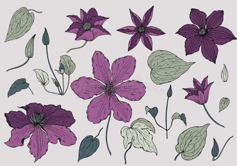 Set of hand drawn beautiful clematis flowers royalty free illustration
