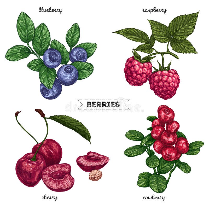 Set of hand drawn berries isolated on white background. Raspberry, blueberry, cherry, cowberry on white background. Fruit botany