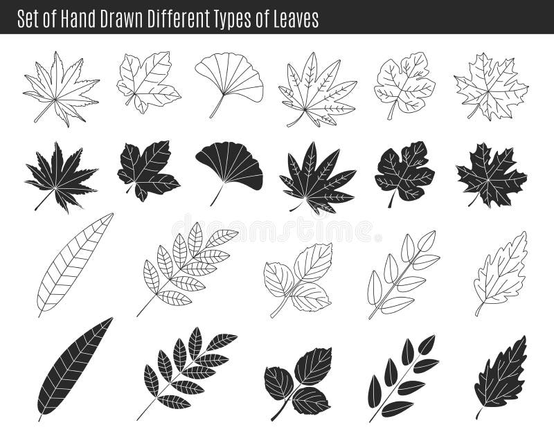 Leaves types with names icons vector set. Outline black icons. royalty-free  stock vector art | Leaf drawing, Leaf outline, Aspen trees