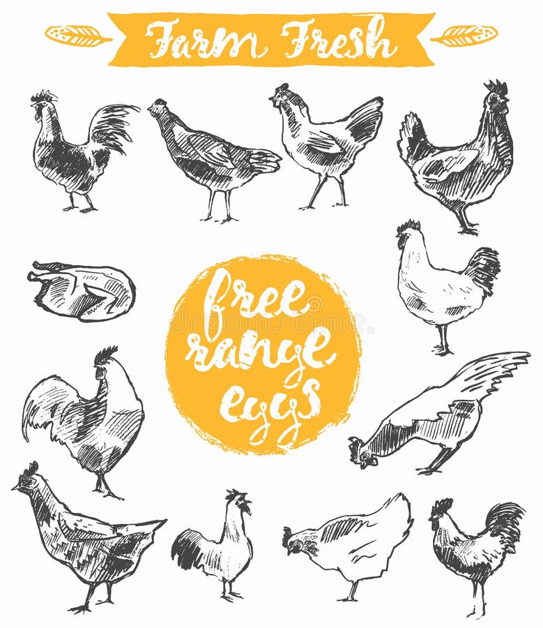 Set hand drawn eggs farm fresh chicken meat vector