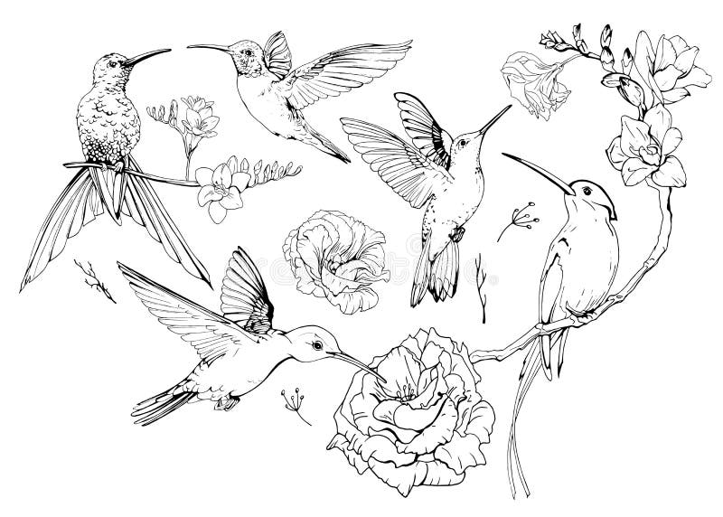 Set of hand drawn Hummingbirds. Black and white collection of sketch style exotic birds