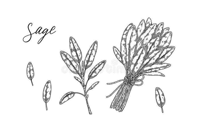 Set of hand drawn sage branches and leaves. Vector illustration in sketch style stock illustration