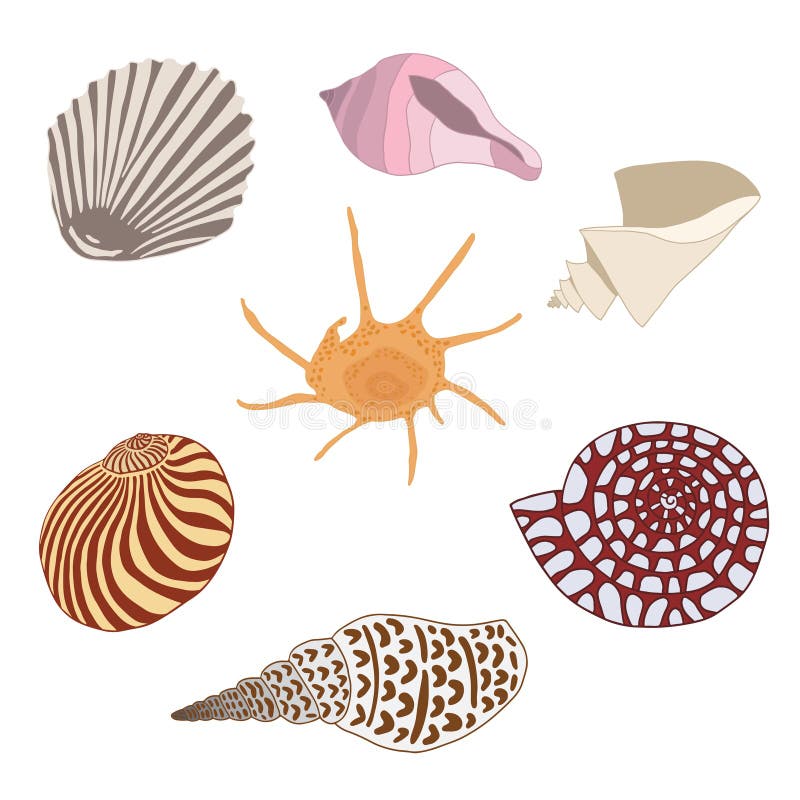 Set of Hand Drawn Sea Shells, Underwater World. Stock Vector ...