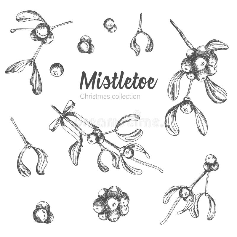 Set of hand drawn sketch Christmas mistletoe branches. Vintage style. Traditional christmas decoration. For design holiday card