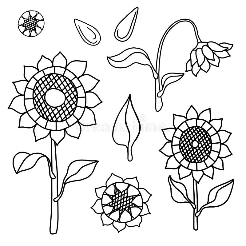 Sunflower Seeds Label Elements Set Stock Illustrations 16 Sunflower Seeds Label Elements Set