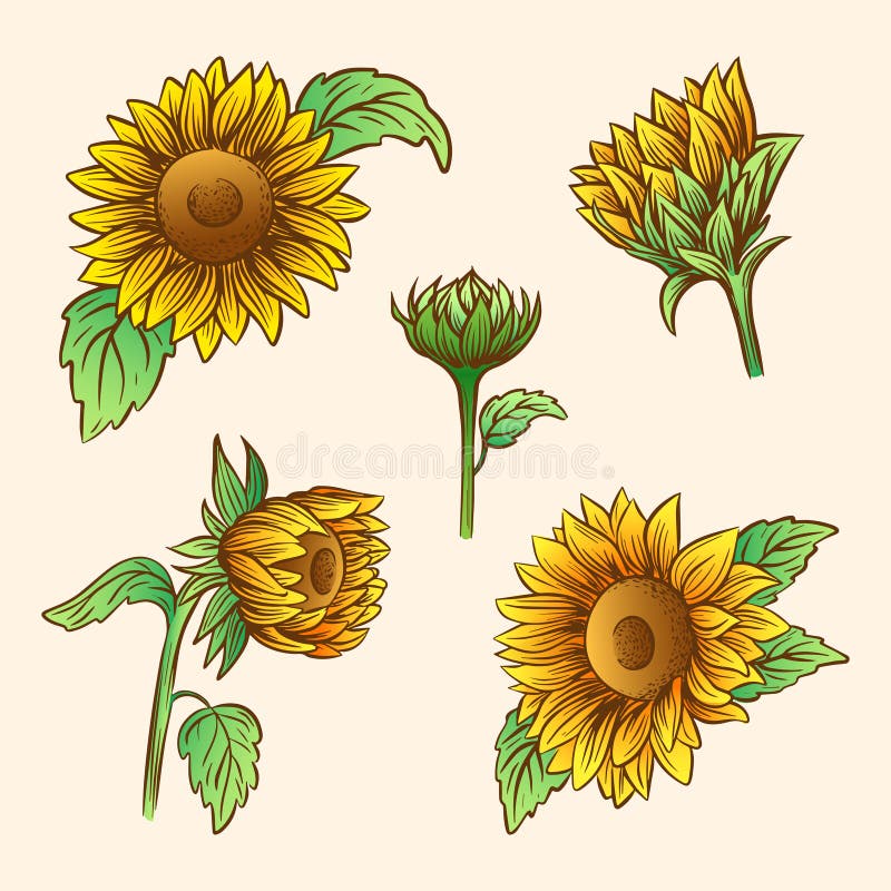 Set of Hand Drawn Vector Illustration of Sunflowers Stock Vector ...