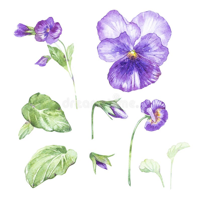 Set of Hand Drawn Watercolor Botanical Illustration of Pansy. Element ...