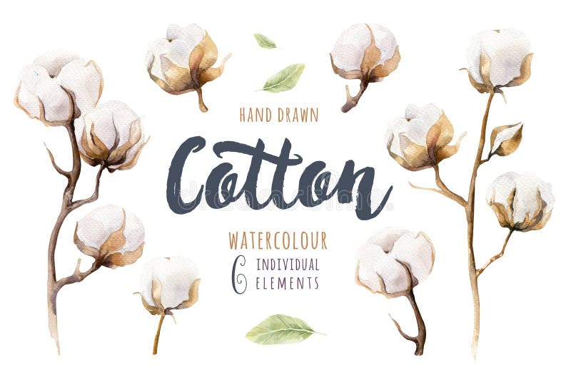 Cotton Stem Print of Hand Painted Watercolor