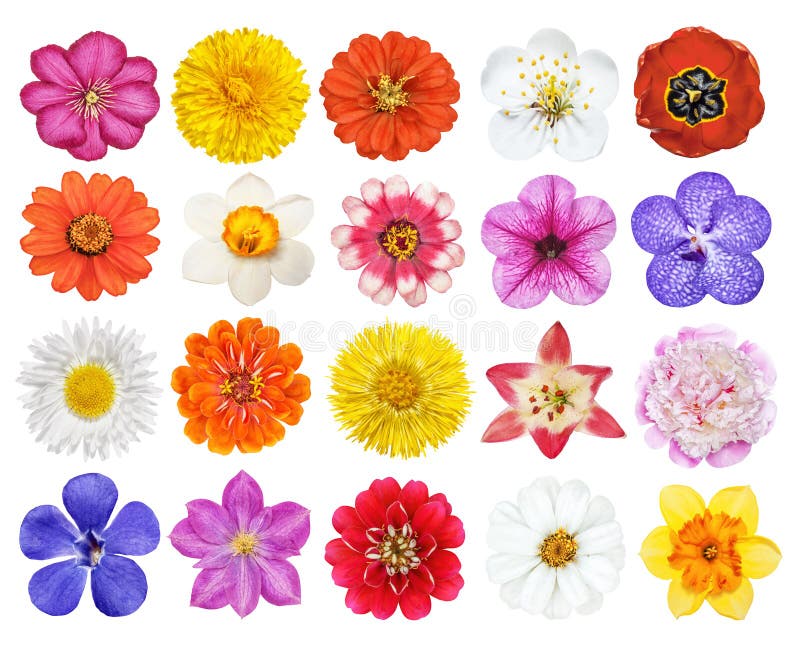 Set of heads of the flowers isolated