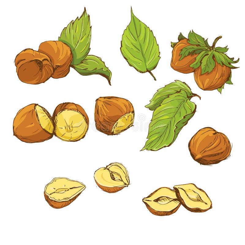 Set of highly detailed hand drawn hazelnuts isolat royalty free illustration
