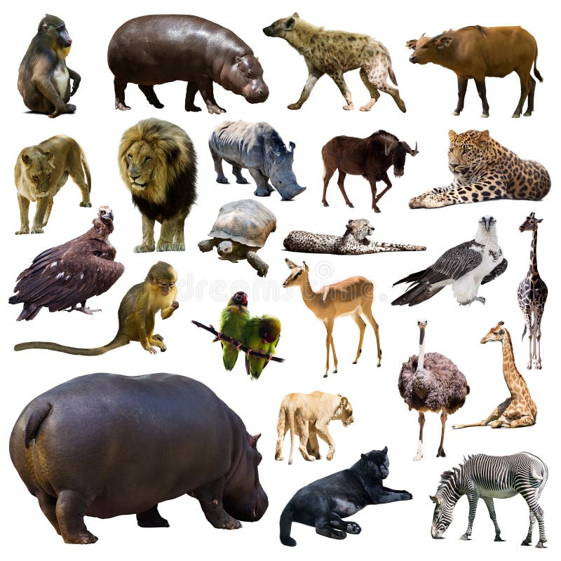 Set of hippo and other African animals. Isolated